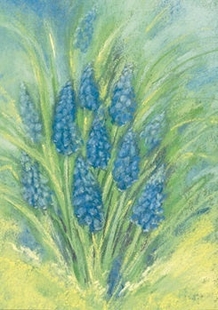 Grape Hyacinth Postcard